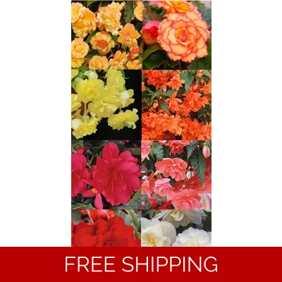 Begonia Illumination x 6 Plug Plants
